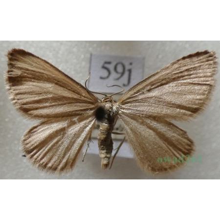 Minoa murinata (Scopoli, 1763) Niekrasek myszatek Czech59j